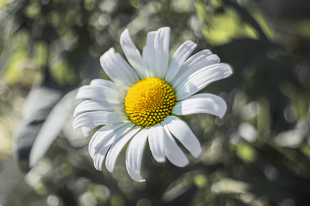 "Солнечны круг" / Leucanthemum superbum