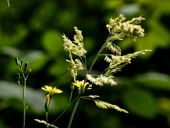 &nbsp; / Gräsern und Blüten am Wegrand