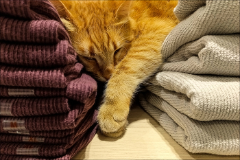 коты суть жидкость / (иногда вязкая)