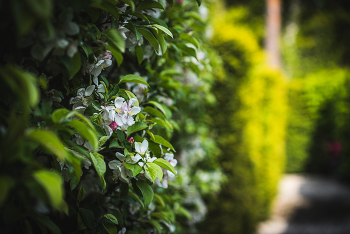 Flowers / ***