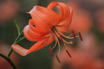 «Оранжевый абажур» / Лилия ланцетолистная Lilium lancifolium
Также известный как: Лилия тигровая