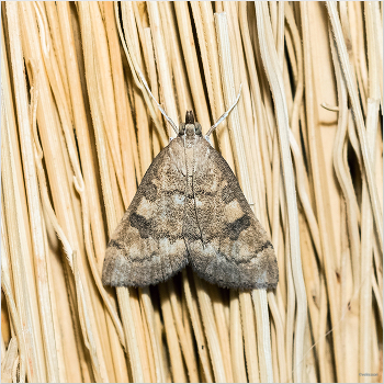 &nbsp; / Огнёвка-Травянка (Udea fulvalis)