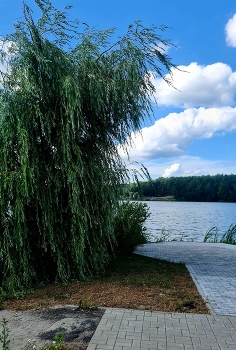Плакучая ива / На городском водохранилище