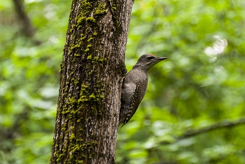 Седой дятел (Picus canus). Птицы Сибири. / ***