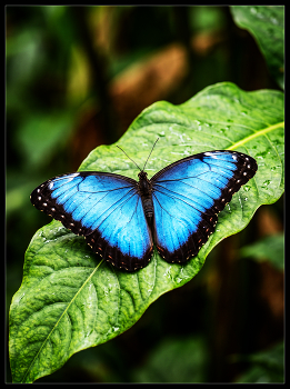 Крупная бабочка морфо (Morpho) / ***
