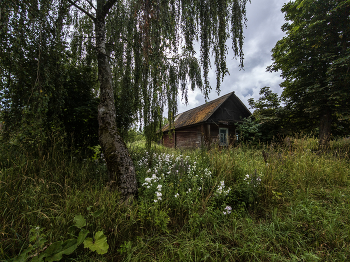 Шепот в кронах берез. / Люди уходят, но пространство сохраняет их след. В шуме ветра и шелесте березовых листьев над опустевшим домом все еще можно расслышать обрывки старых разговоров, смеха и шагов тех, кто когда-то назвал это место своим словом "дом".
