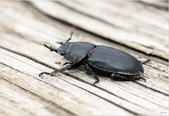 &nbsp; / Оленёк обыкновенный (Dorcus parallelipipedus). Самка