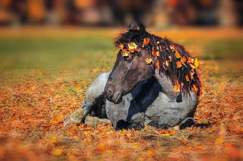 Мисс Осень / ***