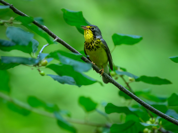 Canada Warbler / Canada Warbler