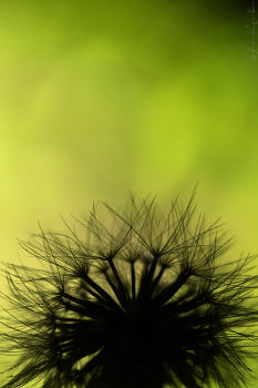 Taraxacum.1 / © 2026 Alexa Kuznetsova / Russia