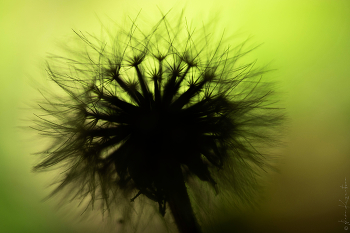 Taraxacum.2 / © 2026 Alexa Kuznetsova / Russia
