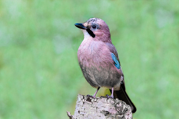 Со́йка. / Так же обыкновенная сойка, она же каре́за (лат. Garrulus glandarius).