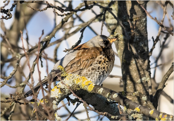 Рябинник без рябины... / Дрозд-Рябинник (Turdus pilaris)