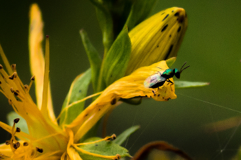 &nbsp; / ***