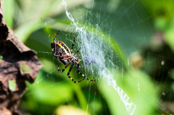 Argiope bruennichi / Паук-оса (Argiope bruennichi)