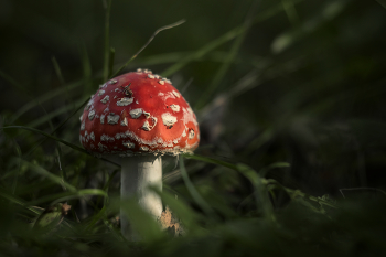Красный в зелени... / Nikon D5300+Helios 44-2