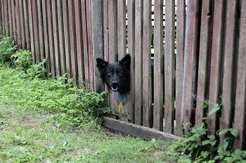 Дружок / ***
