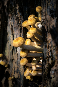 "Ребята-опята" / 7 сентября 2026 г.
Nikon D5300 + Nikkor 18-105