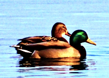 &nbsp; / Special lighting on this Mallard couple.