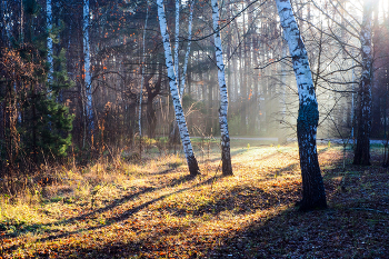 &nbsp; / ***