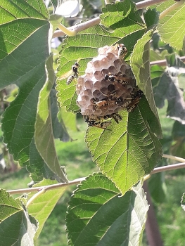 &nbsp; / While walking through the park with my girlfriend, we suddenly came across a wasp nest hanging on a leaf, gently swaying in the wind.