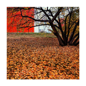 Красное золото / ***