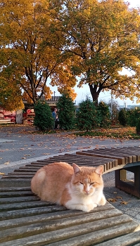 Осенний кот. / ***