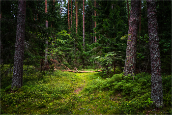 В сосновом бору. / г. Осташков, Озеро Селигер, остров Кличен, сосновый бор. Июль 2026 года.