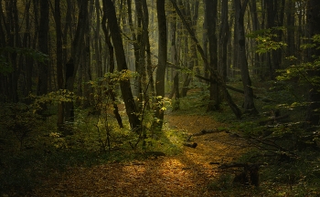 Утро / Осенний лес