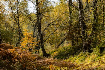 Начало осени / Конец сентября в Томской области.
Снимок сделан на Nikon D5300+ Nikkor18-105, во время поиска опят.