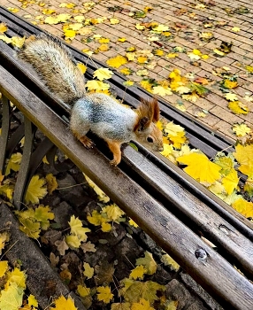 В поисках пищи.. / ***