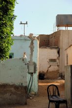Кот сидящий на кирпичной стене / в переулках