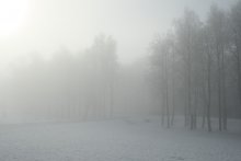 21 ноября 11.37 / Зимний туман