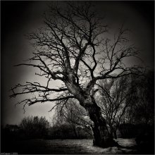* Portrait of Tree * / ...опять про деревья