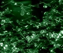 emerald streams / orig. http://www.photoclub.com.ua/_/276177.jpeg
выкурив две табуретки, удалось заснять чих большого зеленого Арклохвата
(http://photoclub.by/work.php?id_photo=133639&amp;id_auth_photo=4052#t). присмотревшись, можно увидеть и самого чихающего крокожаба.