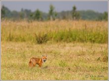 Встреча на охоте / Я был на фотоохоте, а она просто мышковала, добывая пропитание для потомства.