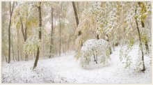 зимний лес. / первый снег....