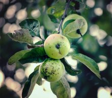 яблочная / яблоневый сад, конец лета