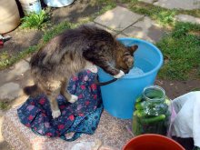 Котик. Жарко. / Лето. 2008 г.