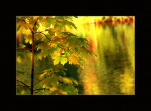кленовых листьев срез ажурный... / [ Кленовых листьев срез ажурный Макнула осень в тень пруда, И акварельный цвет причудный Пролился в озеро тогда... ]