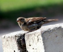 Включите водичку, пожалуйста... / Канон