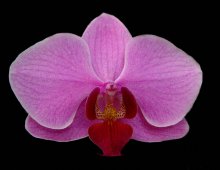 орхидея / орхидея