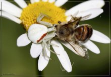 белый паук и пчела / Паук Misumena vatia схватил пчелу
