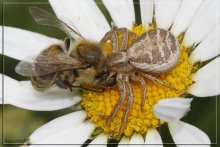 пчела и паук / Паук Xysticus sp. - родственник паука Misumena vatia - с теми же охотничьими повадками