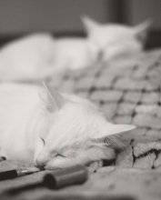 whitecat dreams / дабл котафота