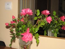 Розы / Фото сделано дома, розы выросли на участке.