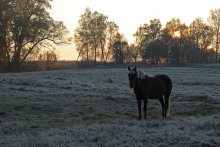 Первый заморозок / Утро. Лошадь. Прохладно.