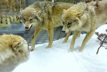 &nbsp; / чучела волков в санкт-петербургском зоологическом музее