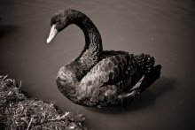 Чёрный лебедь / Cygnus atratus