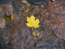Листья желтые / Вильнюс, мостовая